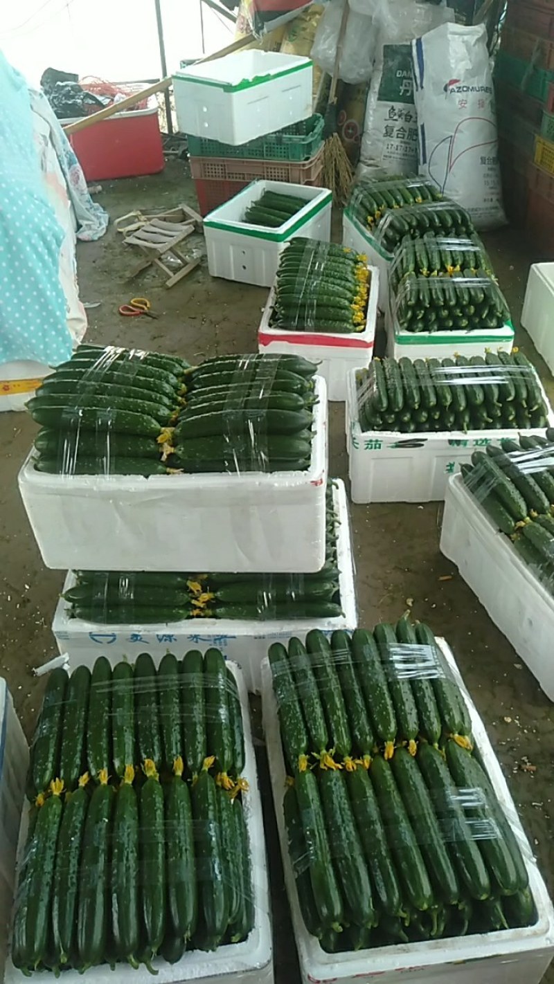 正品保障黄瓜长期供货价格美丽