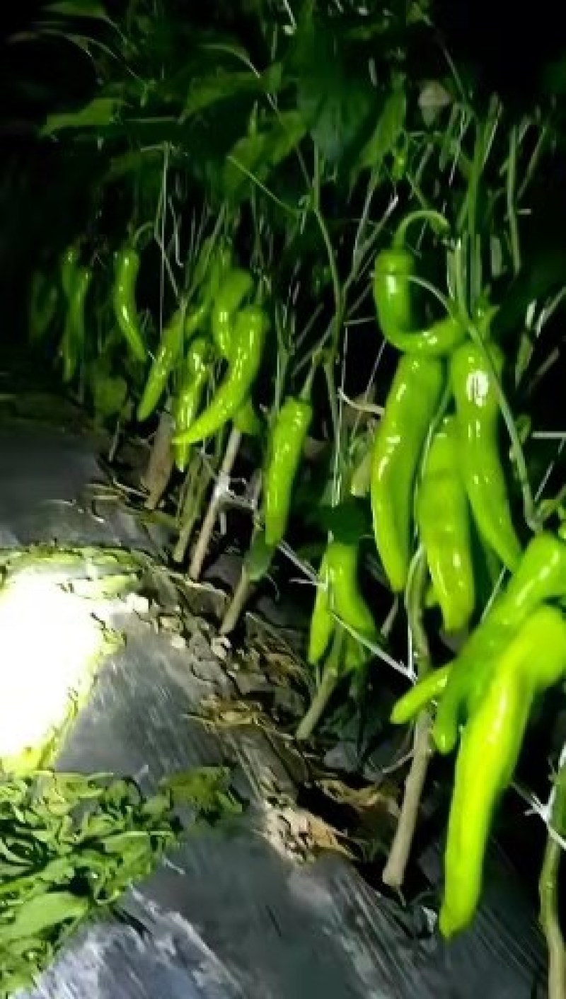 ***鲜辣椒长期有货全网低价
