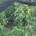 正宗天然新鲜鲜辣椒全国直供