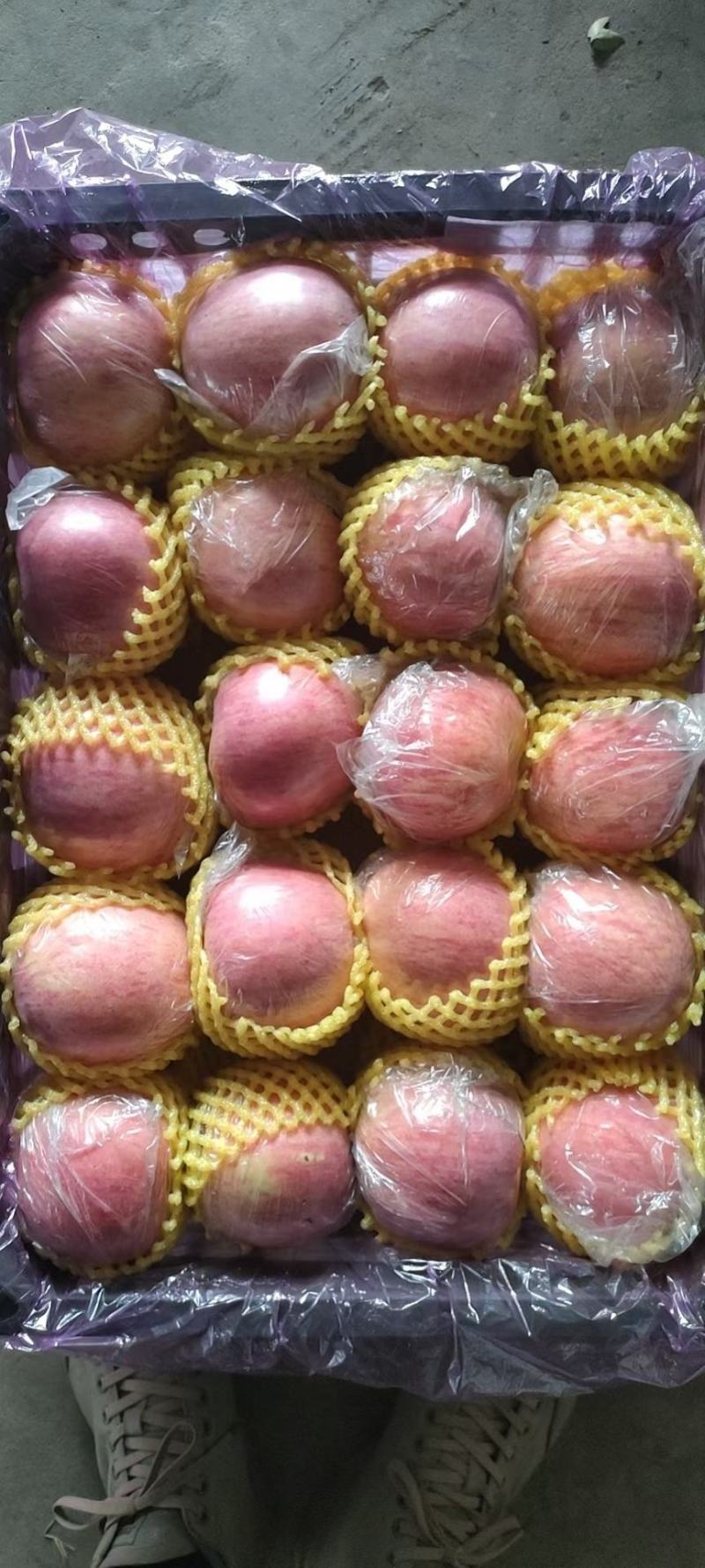 苹果正宗应季