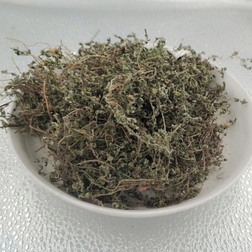 鹅不食草