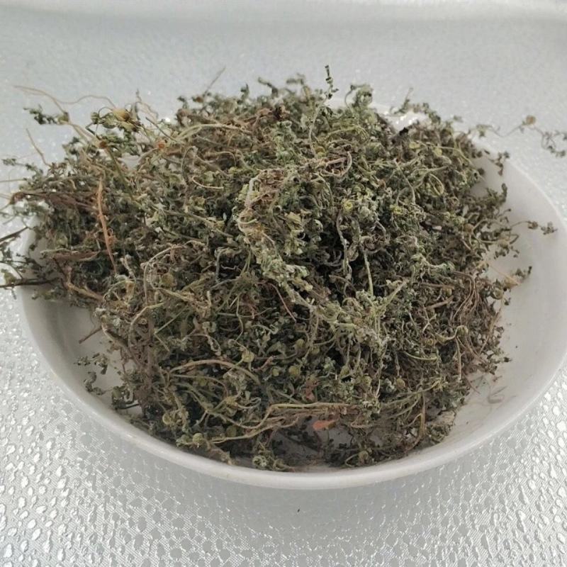 鹅不食草