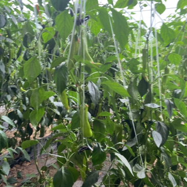 正品保障鲜辣椒产地直发欢迎联系