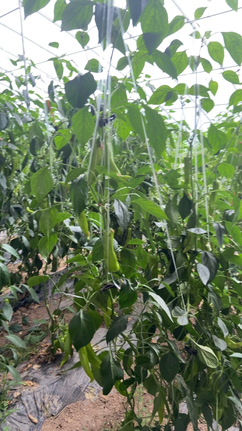 正品保障鲜辣椒产地直发欢迎联系