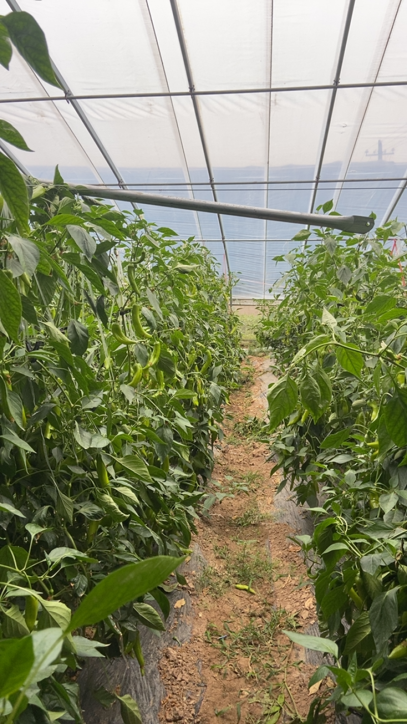 天然新鲜鲜辣椒产地直发量大优惠