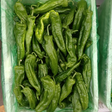 规格齐全鲜辣椒产地直发价格美丽下单秒发