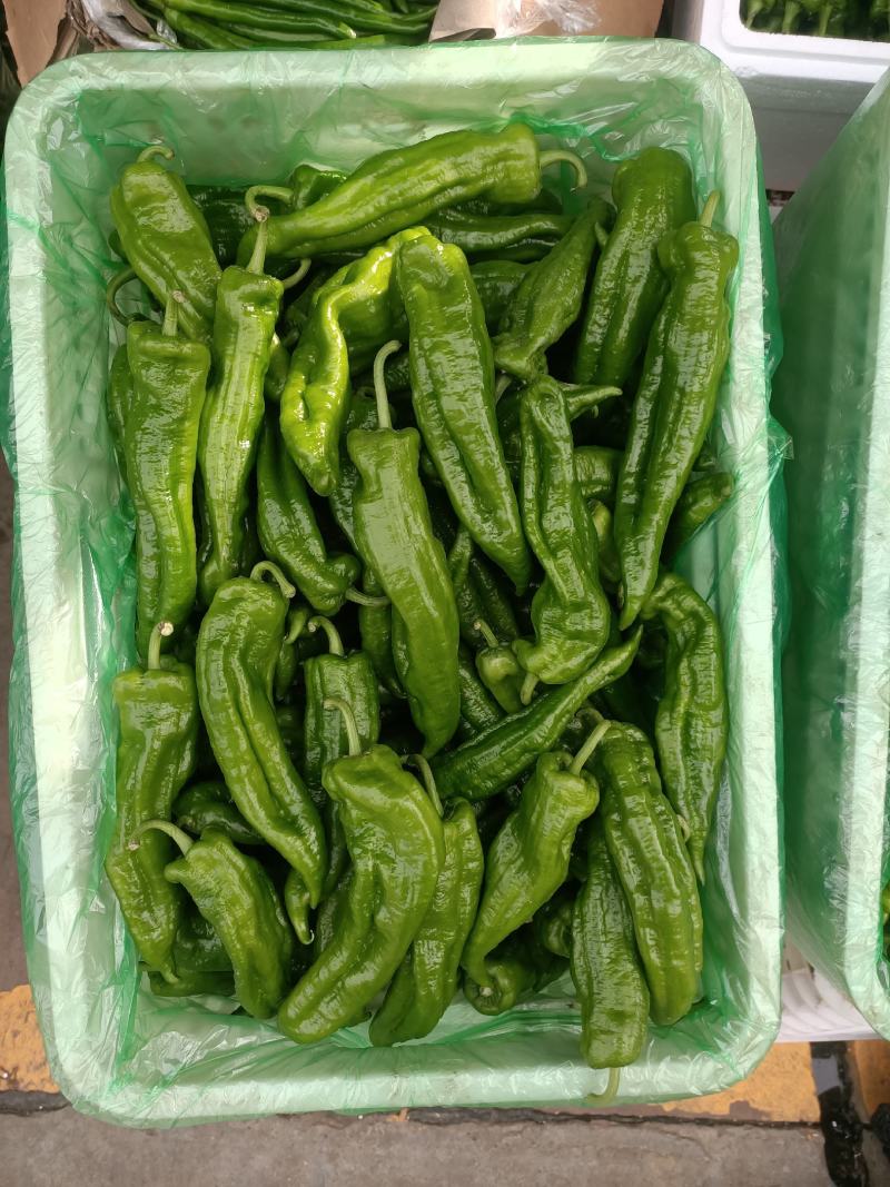 正品保障鲜辣椒电商供货支持拿样