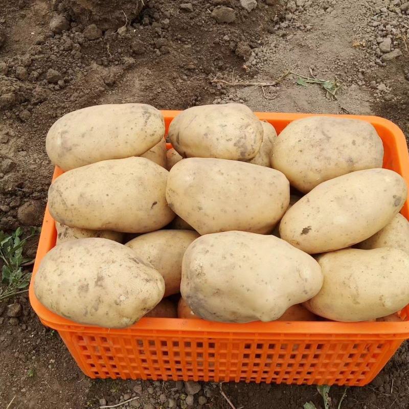 营养多汁土豆电商供货价格美丽