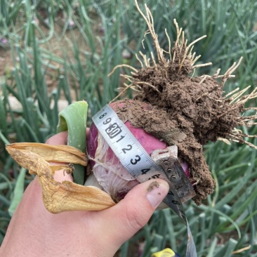 全网低价精品洋葱现货秒发