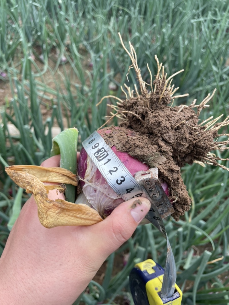 全网低价精品洋葱现货秒发