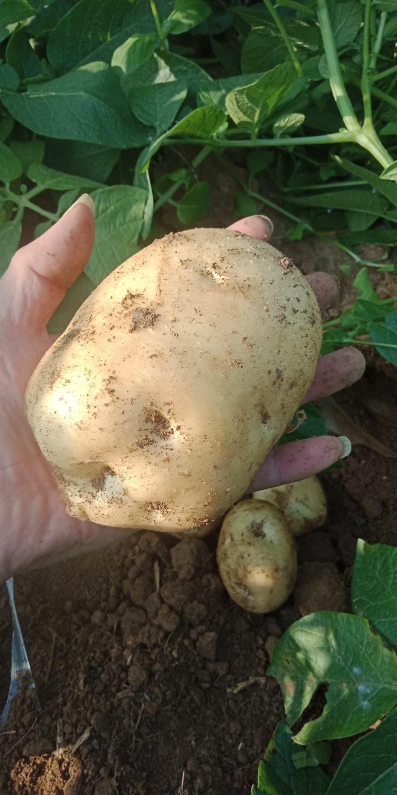 电商供货正宗土豆源头供应