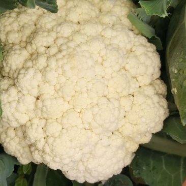 ***菜花厂家直销超高性价比下单秒发