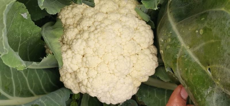 ***菜花厂家直销超高性价比下单秒发