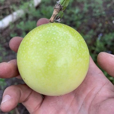 百香果正宗量大优惠