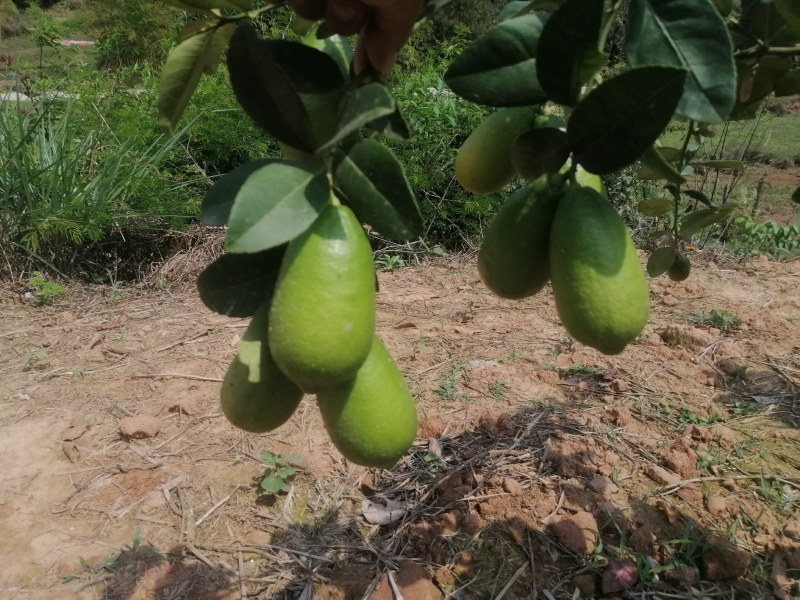 应季柠檬一件代发量大优惠