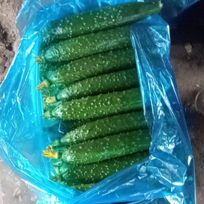 精品黄瓜长期有货全网低价