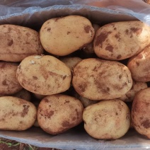 正宗土豆电商供货随时可聊