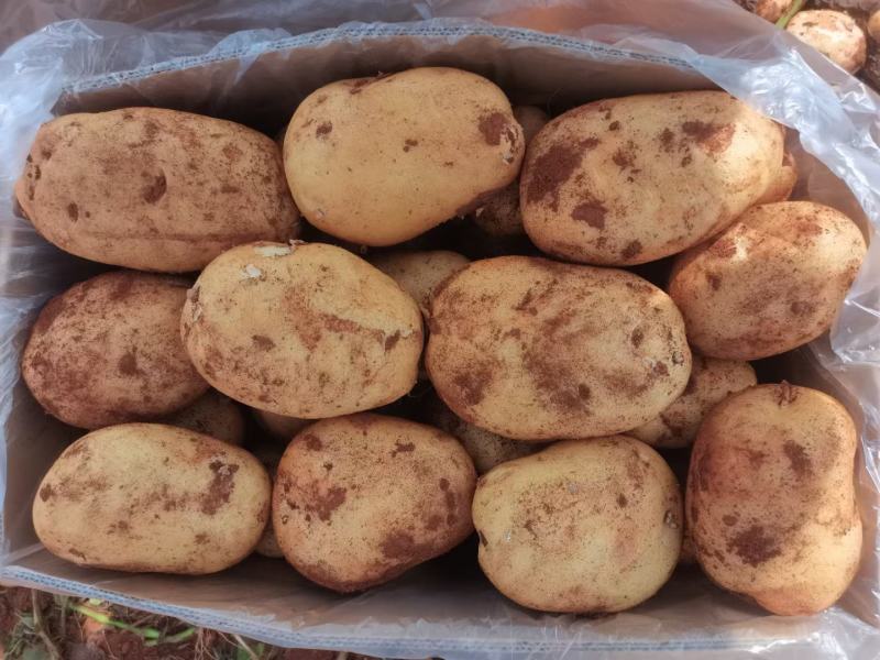 规格齐全土豆一手货源全网低价