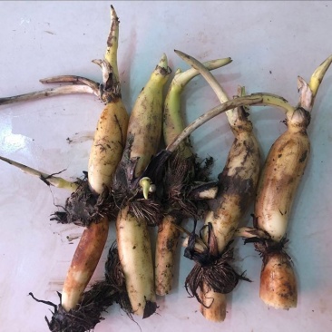 精品荷花苗基地发货价格美丽