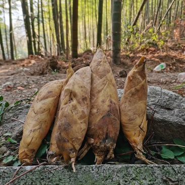规格齐全春笋保质保量量大优惠下单秒发