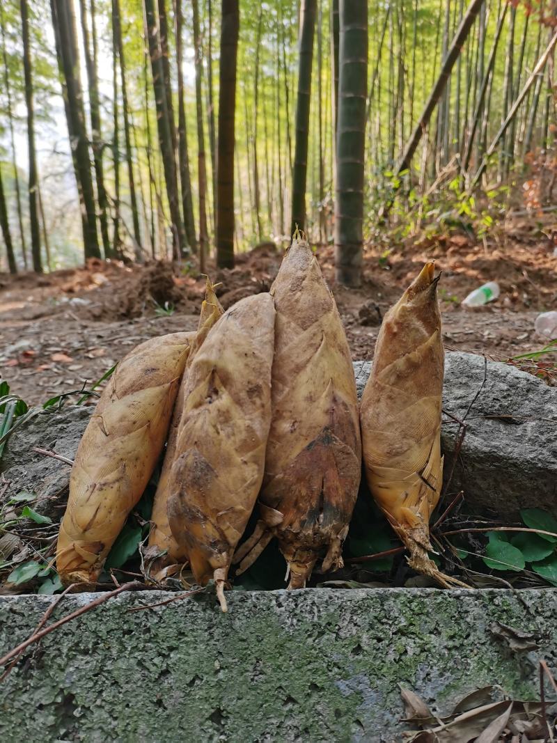 规格齐全春笋保质保量量大优惠下单秒发