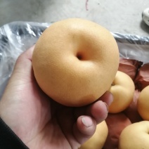 梨全网优质货源长期供货