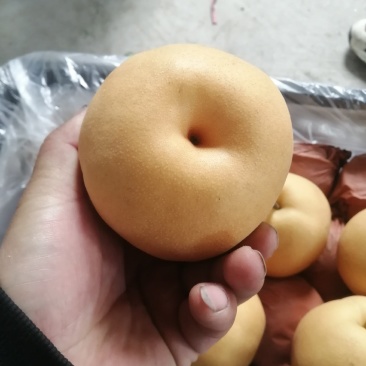 梨全网优质货源长期供货