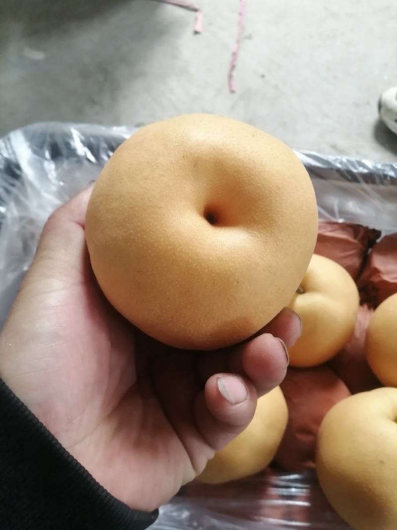 梨全网优质货源长期供货