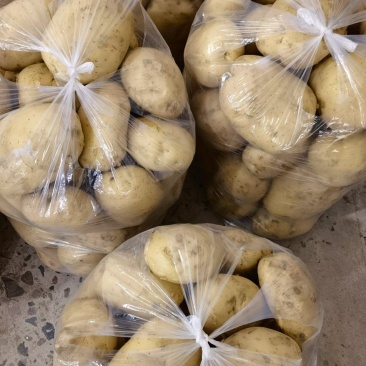 精品土豆电商供货全国供应支持拿样