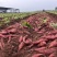 正品保障红薯产地直发价格美丽