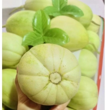 甜瓜全网低价长期供应