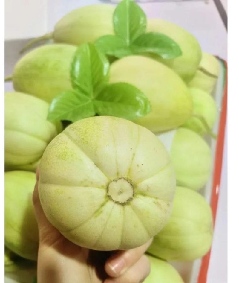 甜瓜全网低价长期供应