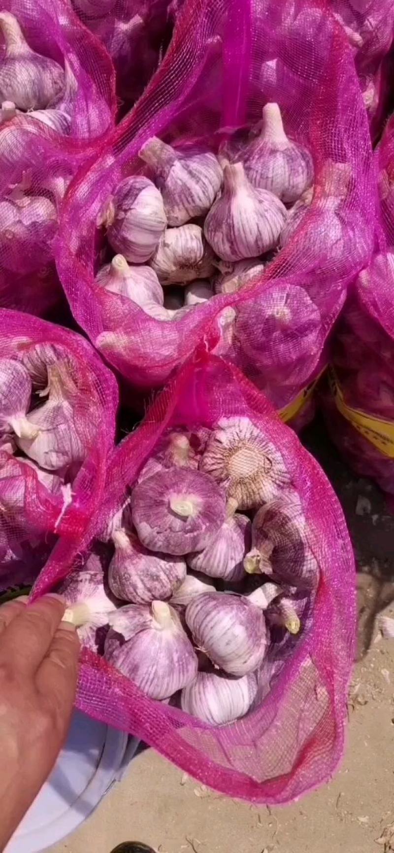 山东金乡优质红皮大蒜，太空蒜，代发全国市场，加工各种包装