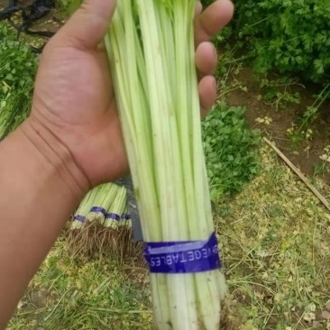 正品保障芹菜长期供应全网低价
