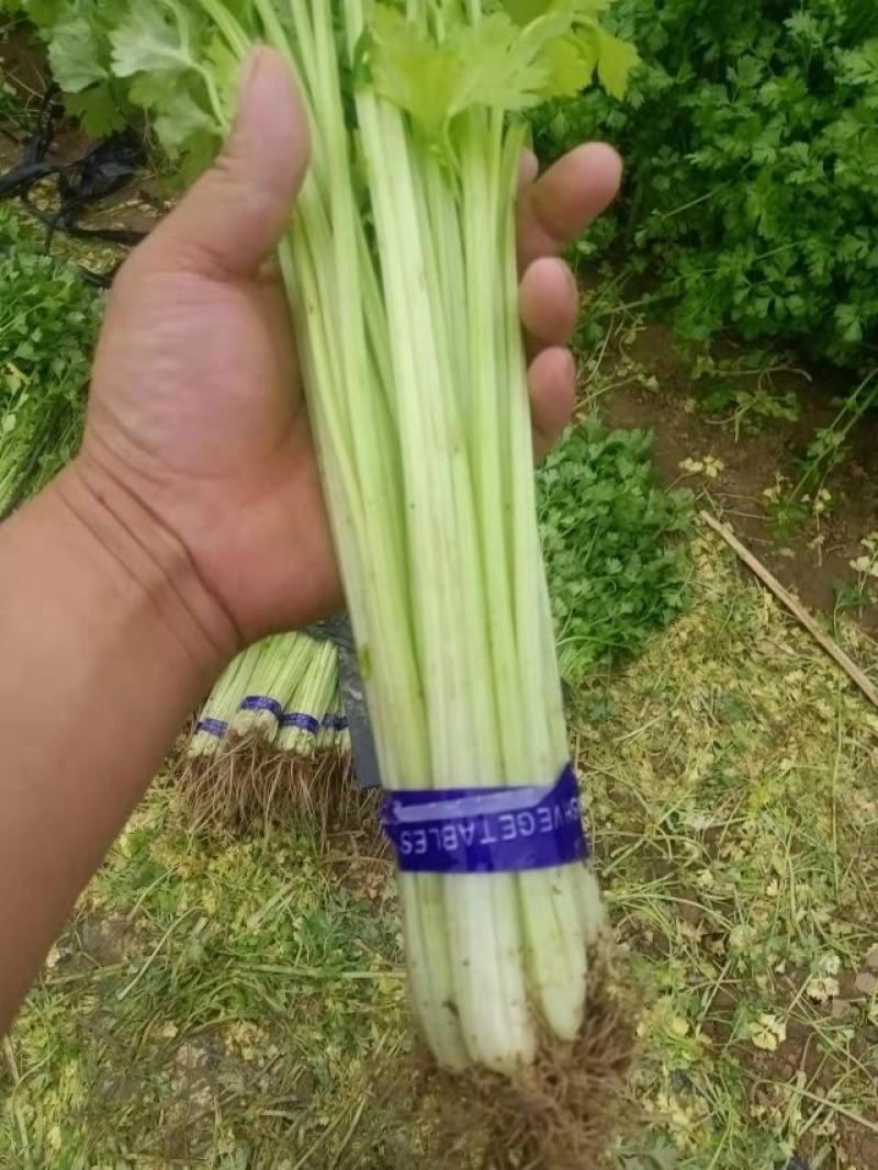 正品保障芹菜长期供应全网低价