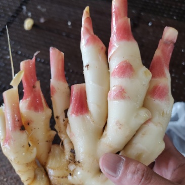 正品生姜厂家直销支持拿样