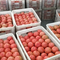 规格齐全一手货源西红柿价格美丽