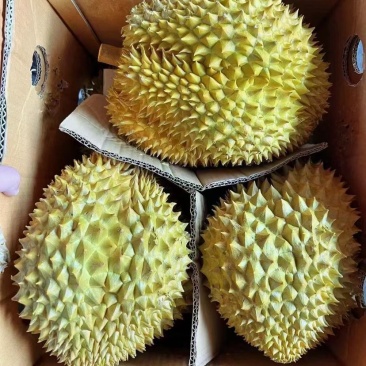 正宗榴莲一手货源