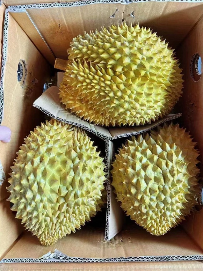 正宗榴莲一手货源