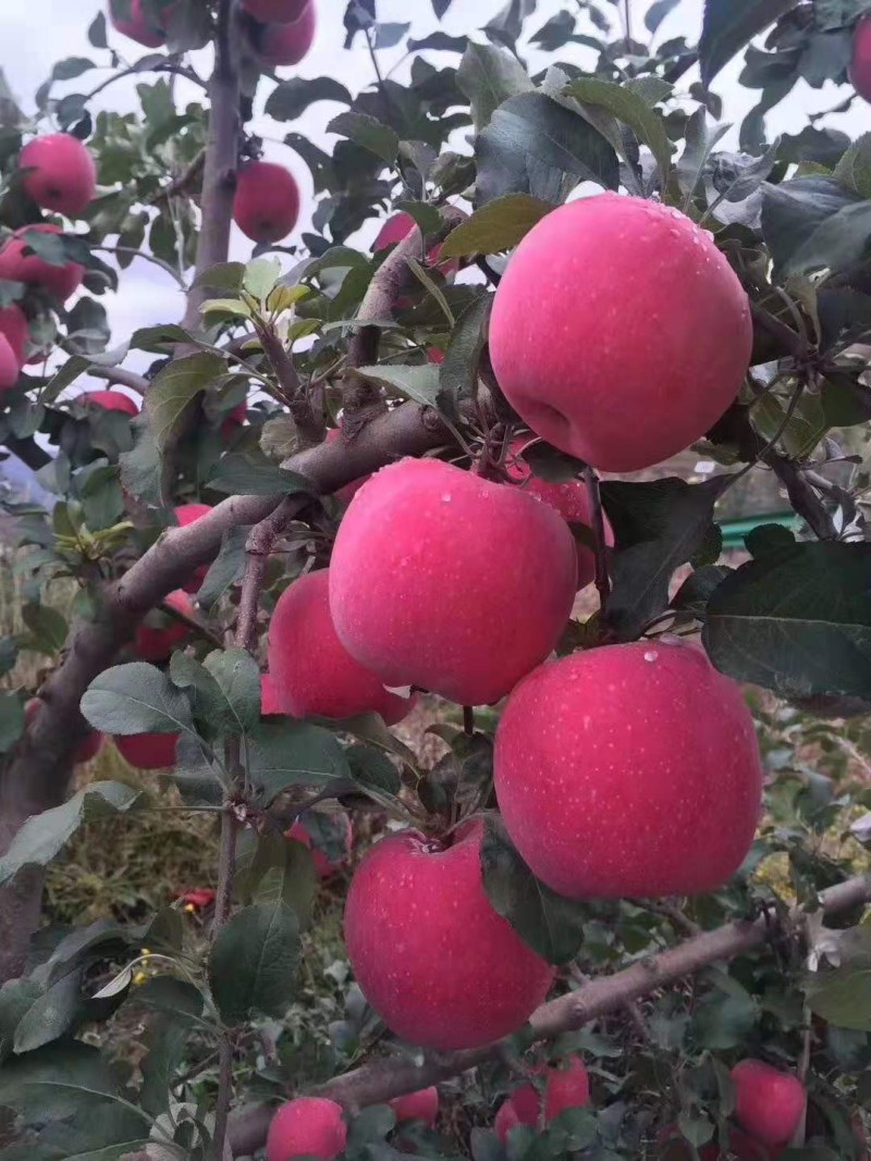 正品保障应季苹果源头供应