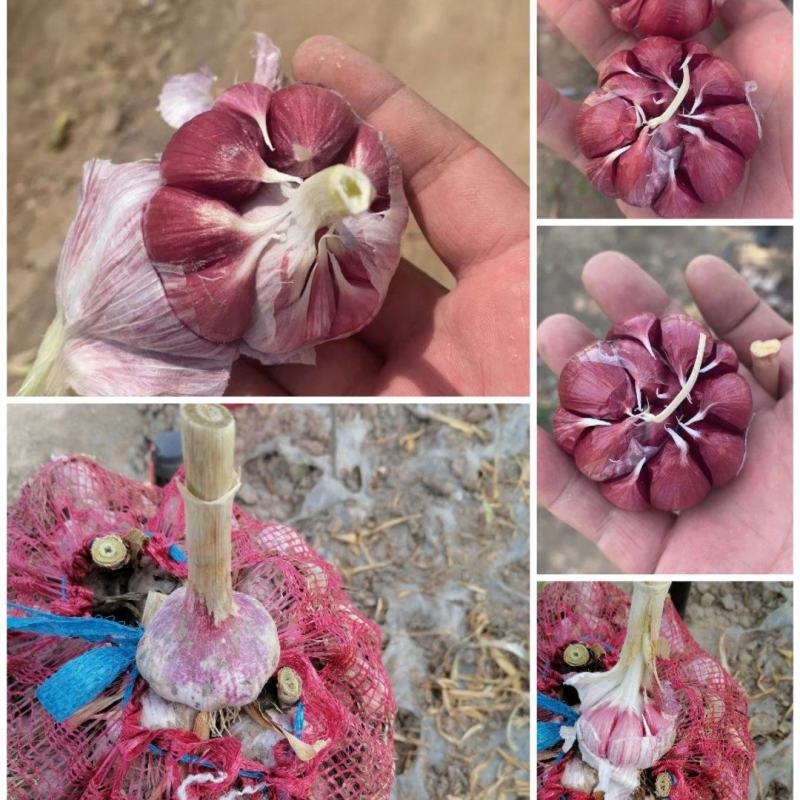 保质保量大蒜一手货源价格实惠