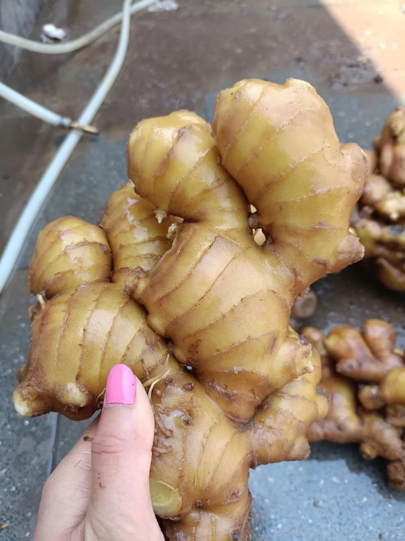 正宗生姜产地直发方便快捷