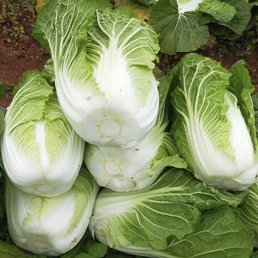 正宗天然新鲜白菜全国直销