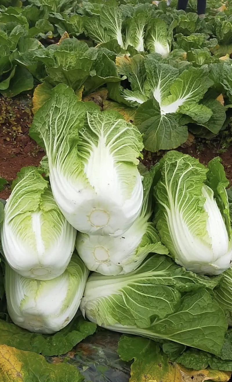 规格齐全白菜产地直发方便快捷