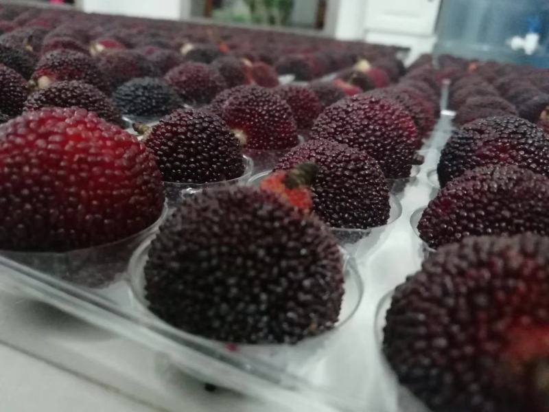 杨梅源头供应随时有货