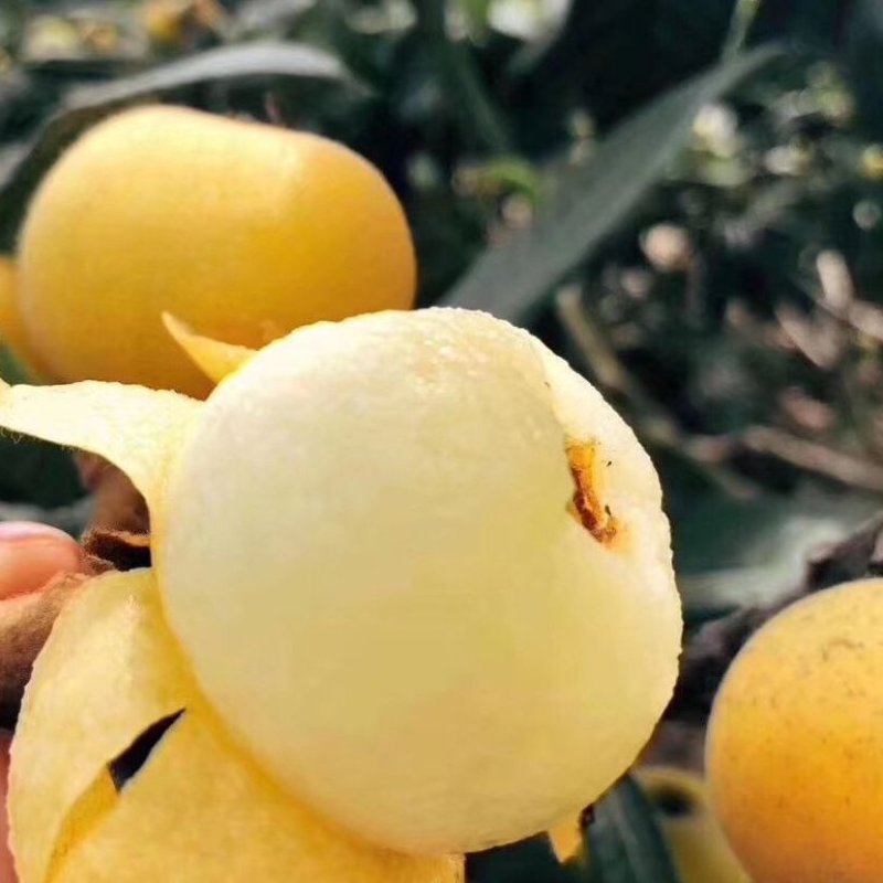 枇杷