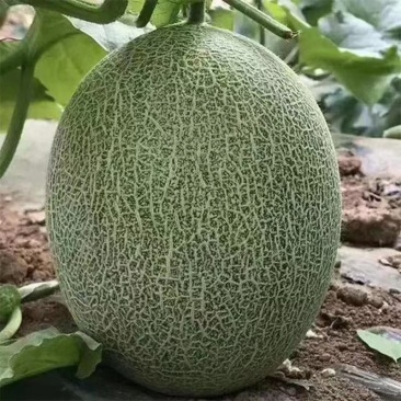 汇源哈密瓜全国包邮