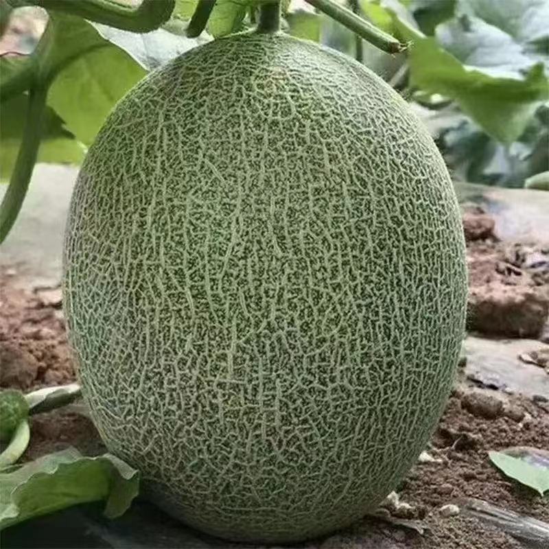 汇源哈密瓜全国包邮