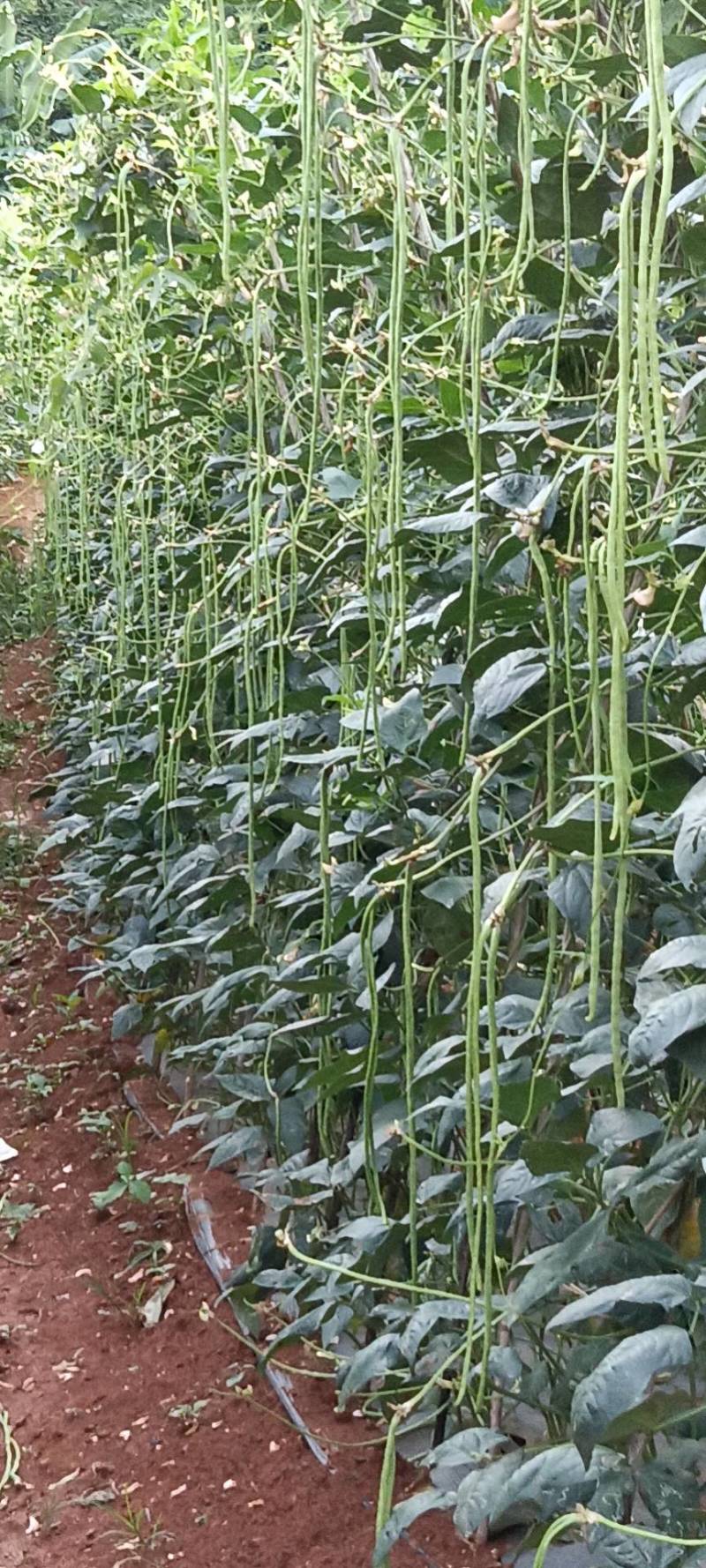 ***豆角支持拿样价格美丽
