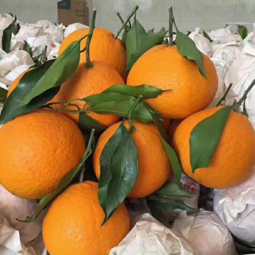 精品橙子下单秒发